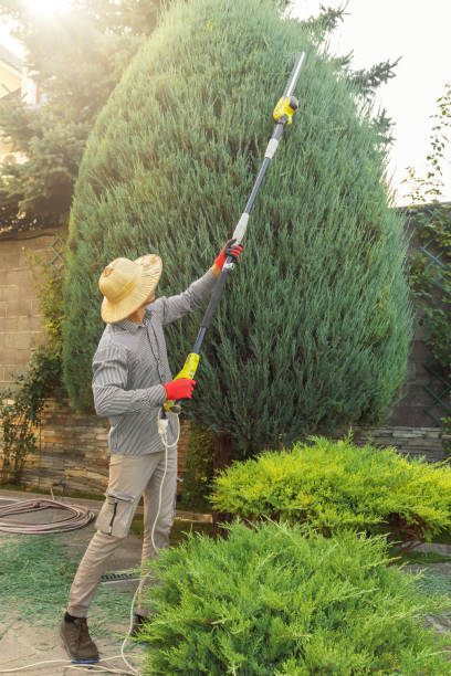 Best Tree Removal Services  in Lakeside, VA